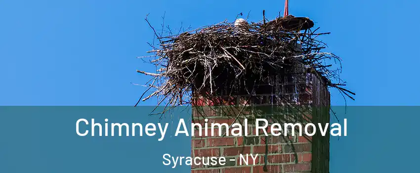  Chimney Animal Removal Syracuse - NY