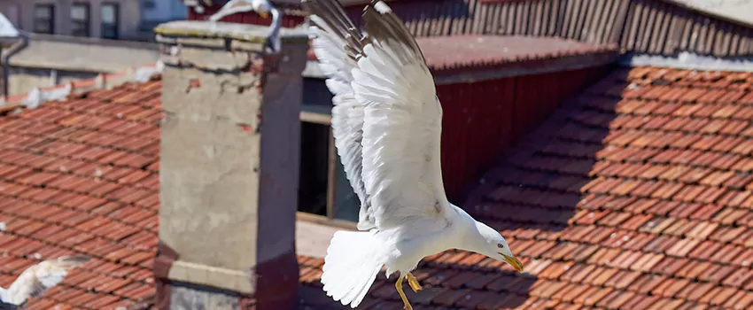 Residential Chimney Animal Removal Solution in Syracuse, NY