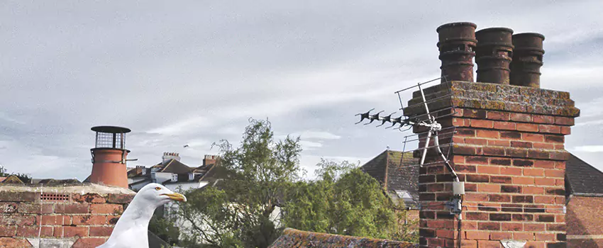 Chimney Cleaning And Restoration in Syracuse, New York